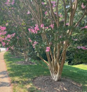 Crepe Myrtle Pruning Dallas GA 