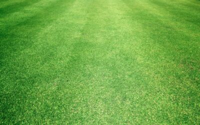 Benefits Of Scalping Bermuda Turf Grass In Dallas, Georgia