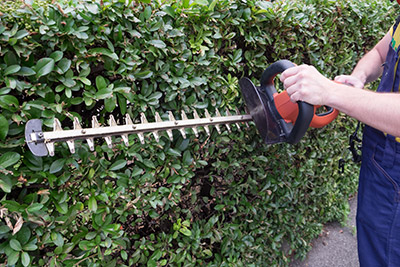 shrub maintenance service